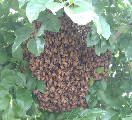 ミツバチ分蜂群がり